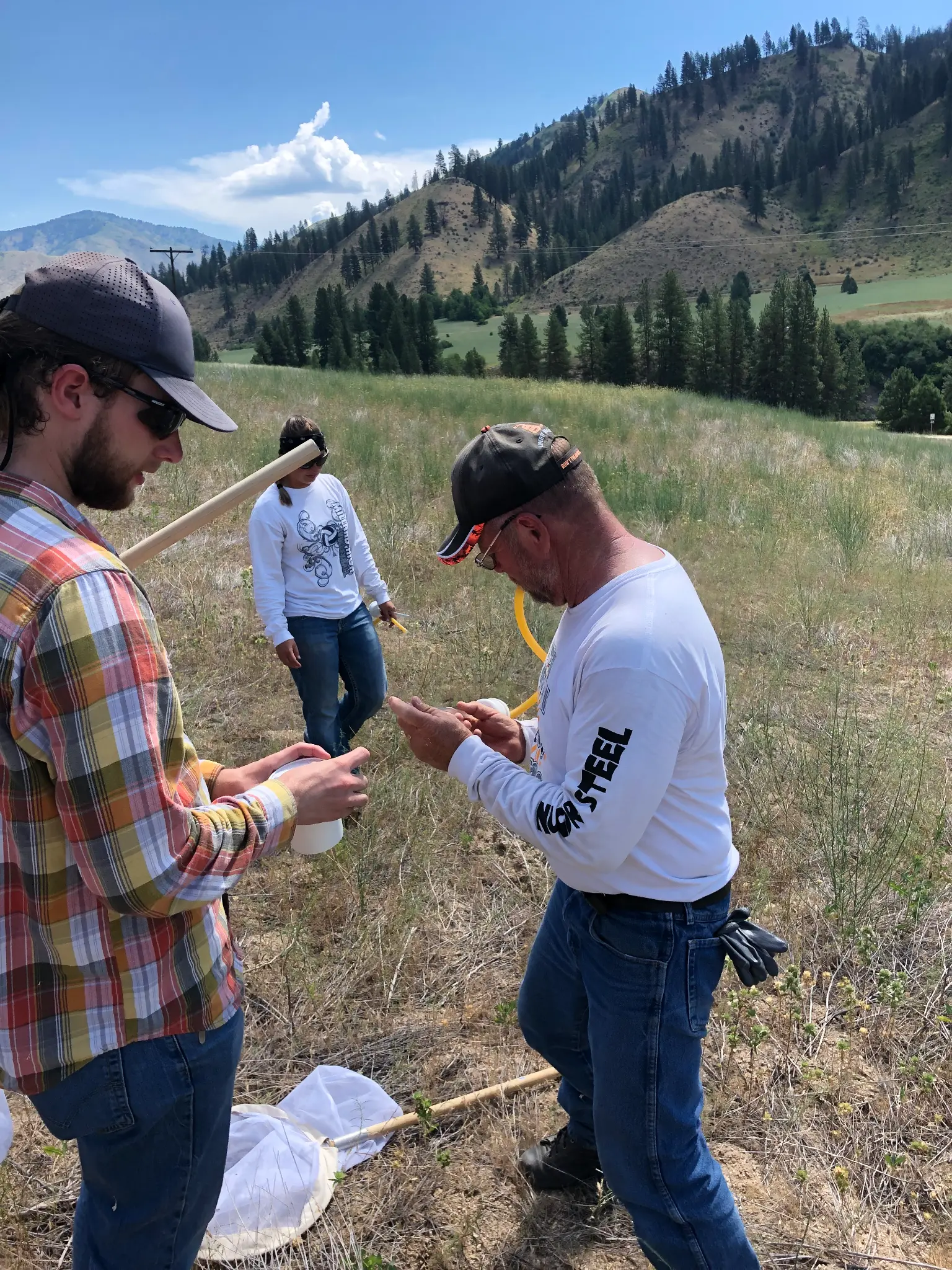 Weed management team treating invasive plants