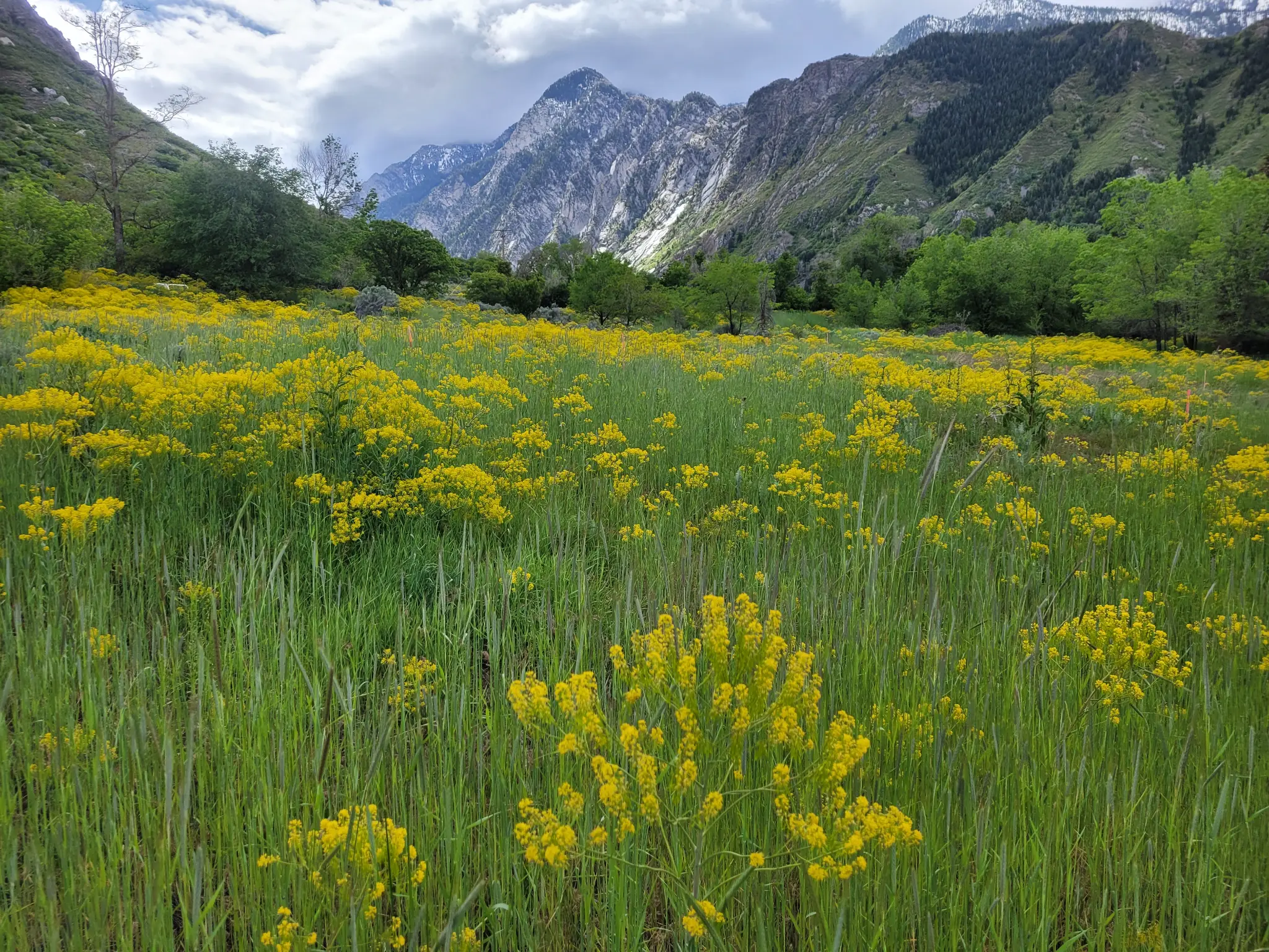 Yellow wildflower meadows in the Skyline CWMA region